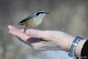 IMG_4476 Nuthatch